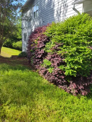 Exterior house cleaning