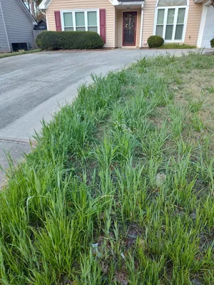 Garden maintenance