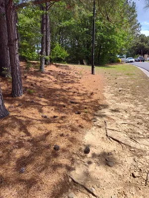 Tree pruning